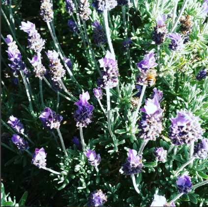 bees on lavender